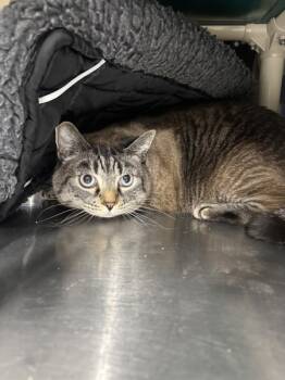 Rescue Domestic Short Hair Cats for Adoption in Sherwood, Oregon - Magnus | PetCurious