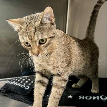 Rebecca -  Domestic Short Hair Cat for Adoption in Cumming, Georgia - Rebecca | PetCurious