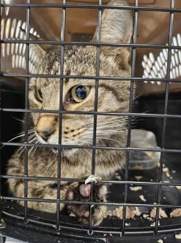 A137960 -  Domestic Short Hair Cat for Adoption in Palmetto, Florida - A137960 | PetCurious