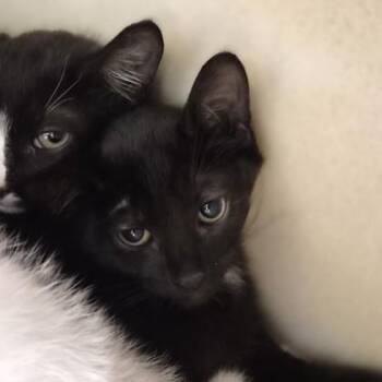 February -  Domestic Short Hair and Siamese Cat for Adoption in Sacramento, California - February | PetCurious