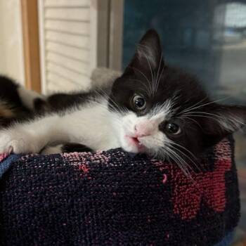 Sweet Tea -  Domestic Short Hair Cat for Adoption in Toronto, Ontario - Sweet Tea | PetCurious