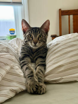 Rescue Domestic Short Hair Cats for Adoption in Oakland, California - Cooper (bonded With Raja) | PetCurious