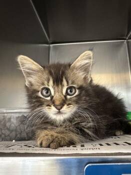 CLEOPATRA -  Domestic Medium Hair Cat for Adoption in Riverside, California - CLEOPATRA | PetCurious