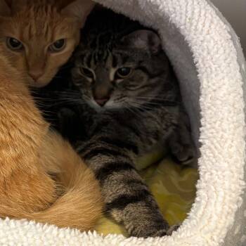 Domestic Short Hair Cats Available for Adoption in South Burlington, Vermont - Lulu | PetCurious
