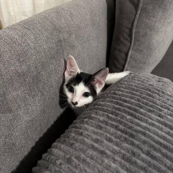 Gemini -  Domestic Short Hair Cat for Adoption in West Palm Beach, Florida - Gemini | PetCurious