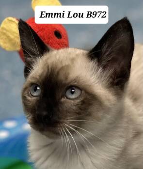 Emmi Lou -  Siamese Cat for Adoption in Morganton, North Carolina - Emmi Lou | PetCurious