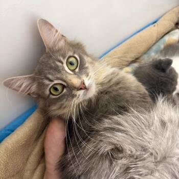 Misty -  Domestic Long Hair Cat for Adoption in Chicago, Illinois - Misty | PetCurious