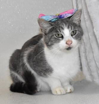 Domestic Short Hair Cats Available for Adoption - Mayflower | PetCurious