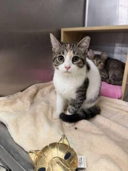 Something Borrowed -  Domestic Short Hair Cat for Adoption in Cleveland, Ohio - Something Borrowed | PetCurious