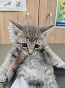 Joey -  Domestic Short Hair Cat for Adoption in Kennewick, Washington - Joey | PetCurious