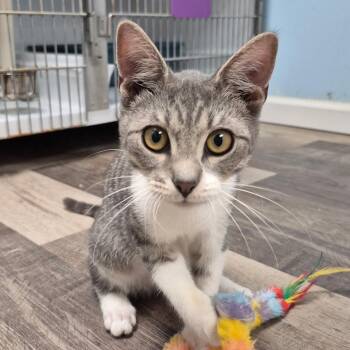 Silver Dollar -  Domestic Short Hair Cat for Adoption in Woodbridge Township, New Jersey - Silver Dollar | PetCurious