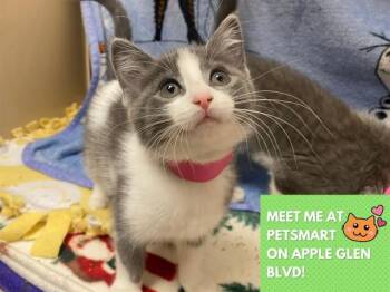 POP TART -  Domestic Short Hair Cat Available for Adoption in Fort Wayne, Indiana - POP TART | PetCurious