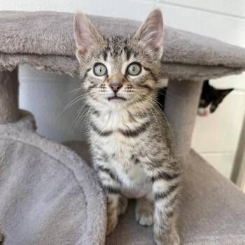 Domestic Short Hair Cats Available for Adoption in South Elgin, Illinois - Green | PetCurious