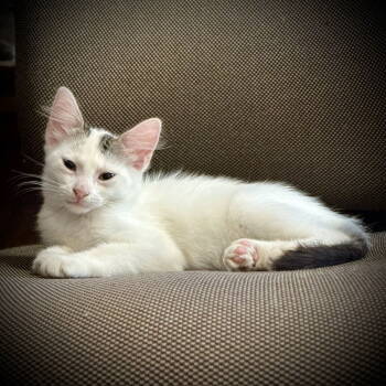 Rescue Domestic Short Hair Cats for Adoption in Phoenix, Arizona - Brodie | PetCurious