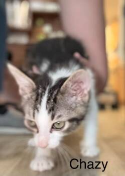 Chazy -  Domestic Medium Hair Cat for Adoption in Syracuse, Indiana - Chazy | PetCurious