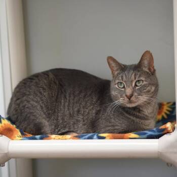 Jack -  Domestic Short Hair Cat for Adoption in Naperville, Illinois - Jack | PetCurious