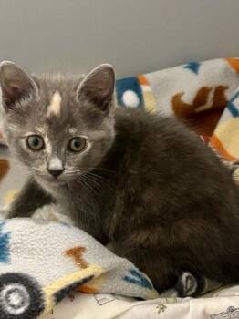 Beverly -  Domestic Short Hair Cat for Adoption in Overland Park, Kansas - Beverly | PetCurious