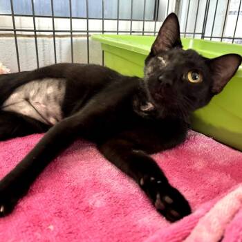 Blindsided -  Domestic Short Hair Cat for Adoption in Carencro, Louisiana - Blindsided | PetCurious