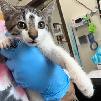 Domestic Short Hair Cats Available for Adoption in Columbiana, Alabama - Margaery | PetCurious