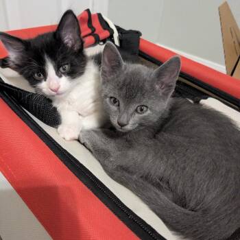 Jambalaya 29 -  Domestic Short Hair Cat for Adoption in Austin, Texas - Jambalaya 29 | PetCurious