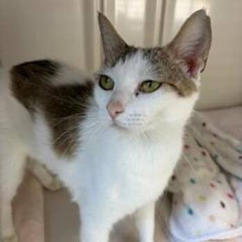 Tanya -  Domestic Short Hair Cat for Adoption in Greensboro, Georgia - Tanya | PetCurious