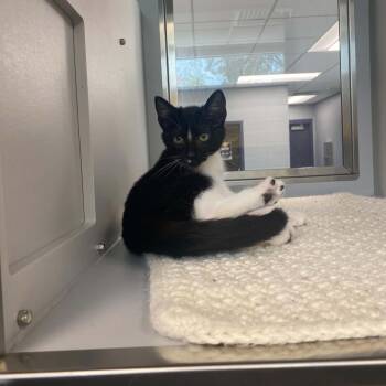 String -  Domestic Short Hair Cat for Adoption in Nevada, Missouri - String | PetCurious