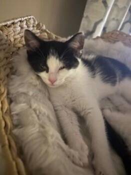 Domestic Short Hair Cats Available for Adoption in Dayton, Minnesota - Lacey | PetCurious