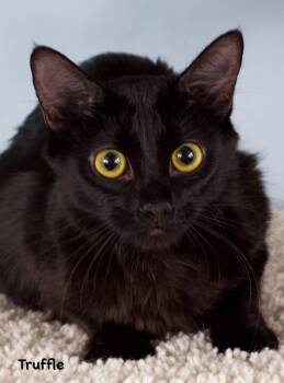 Truffle -  Domestic Medium Hair Cat for Adoption in Gilbert, Arizona - Truffle | PetCurious