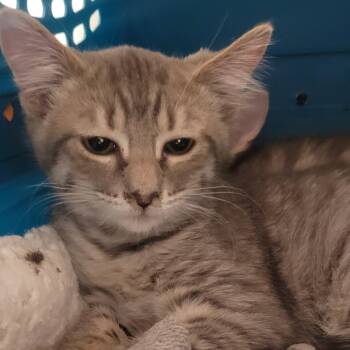 Suprende -  Domestic Short Hair Cat for Adoption in Wheeling, Illinois - Suprende | PetCurious