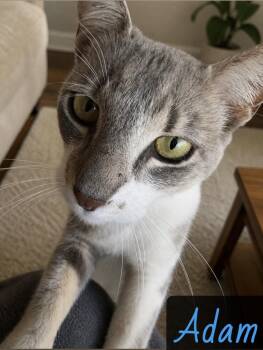 Domestic Short Hair Cats Available for Adoption in Englewood, Florida - Adam | PetCurious