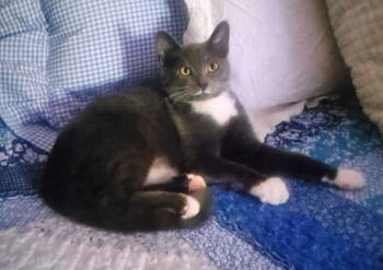 Rescue Domestic Short Hair Cats for Adoption in Battle Ground, Washington - Stasha | PetCurious