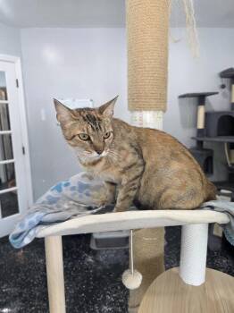Flamingo -  Domestic Short Hair Cat for Adoption in Lewisburg, Tennessee - Flamingo | PetCurious