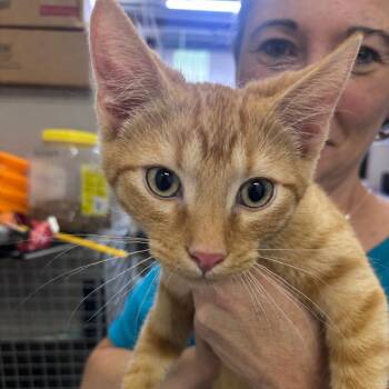 Kovu -  Domestic Short Hair Cat for Adoption in Mocksville, North Carolina - Kovu | PetCurious