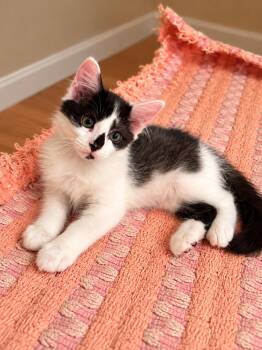Mittens Napa -  Tuxedo Cat for Adoption in Napa, California - Mittens Napa | PetCurious