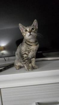 Rescue Domestic Short Hair Cats for Adoption in Santa Ana, California - MIA | PetCurious