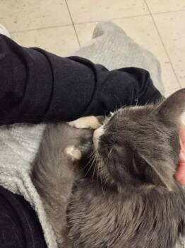 Domestic Medium Hair Cats Available for Adoption - Lilly | PetCurious