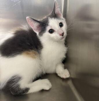 Mandy -  Domestic Short Hair Cat for Adoption in Sioux City, Iowa - Mandy | PetCurious