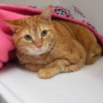 Rescue Tabby Cats for Adoption in Green Valley, Arizona - Layla | PetCurious