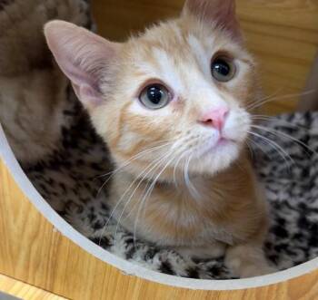 Lars -  Domestic Short Hair Cat for Adoption in Medina, Ohio - Lars | PetCurious