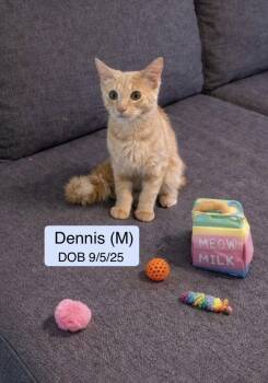 Domestic Short Hair and Tabby Cats Available for Adoption - Dennis | PetCurious