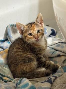 Paulette -  Domestic Short Hair Cat for Adoption in Port Allen, Louisiana - Paulette | PetCurious