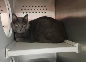 DRIZZY -  Domestic Short Hair Cat Available for Adoption in St. Peters, Missouri - DRIZZY | PetCurious
