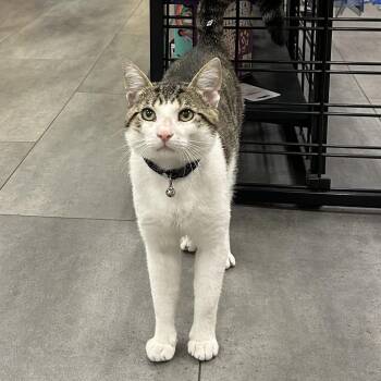 Joe Joe -  Domestic Short Hair Cat for Adoption in Bellmawr, New Jersey - Joe Joe | PetCurious