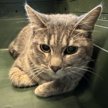 Rescue Domestic Short Hair Cats for Adoption in Lakewood, Colorado - Kara | PetCurious