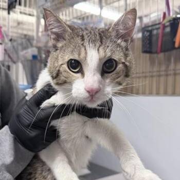 Domestic Short Hair Cats Available for Adoption in New York, New York - Edward | PetCurious