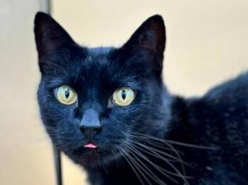 Roger -  Domestic Short Hair Cat for Adoption in Portland, Oregon - Roger | PetCurious