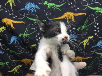 A1927743 -  Domestic Short Hair Cat for Adoption in Riverside, California - A1927743 | PetCurious