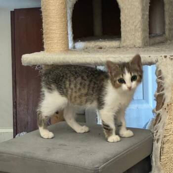 Tula -  Domestic Short Hair Cat for Adoption in Winston-salem, North Carolina - Tula | PetCurious