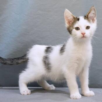 Beau -  Domestic Short Hair Cat for Adoption in Maynardville, Tennessee - Beau | PetCurious