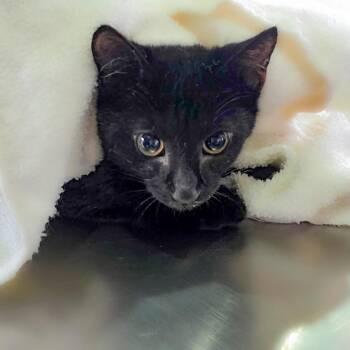 Rogue -  Domestic Short Hair Cat for Adoption in Chapel Hill, North Carolina - Rogue | PetCurious